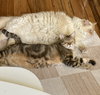 Raisinette - Photo 5