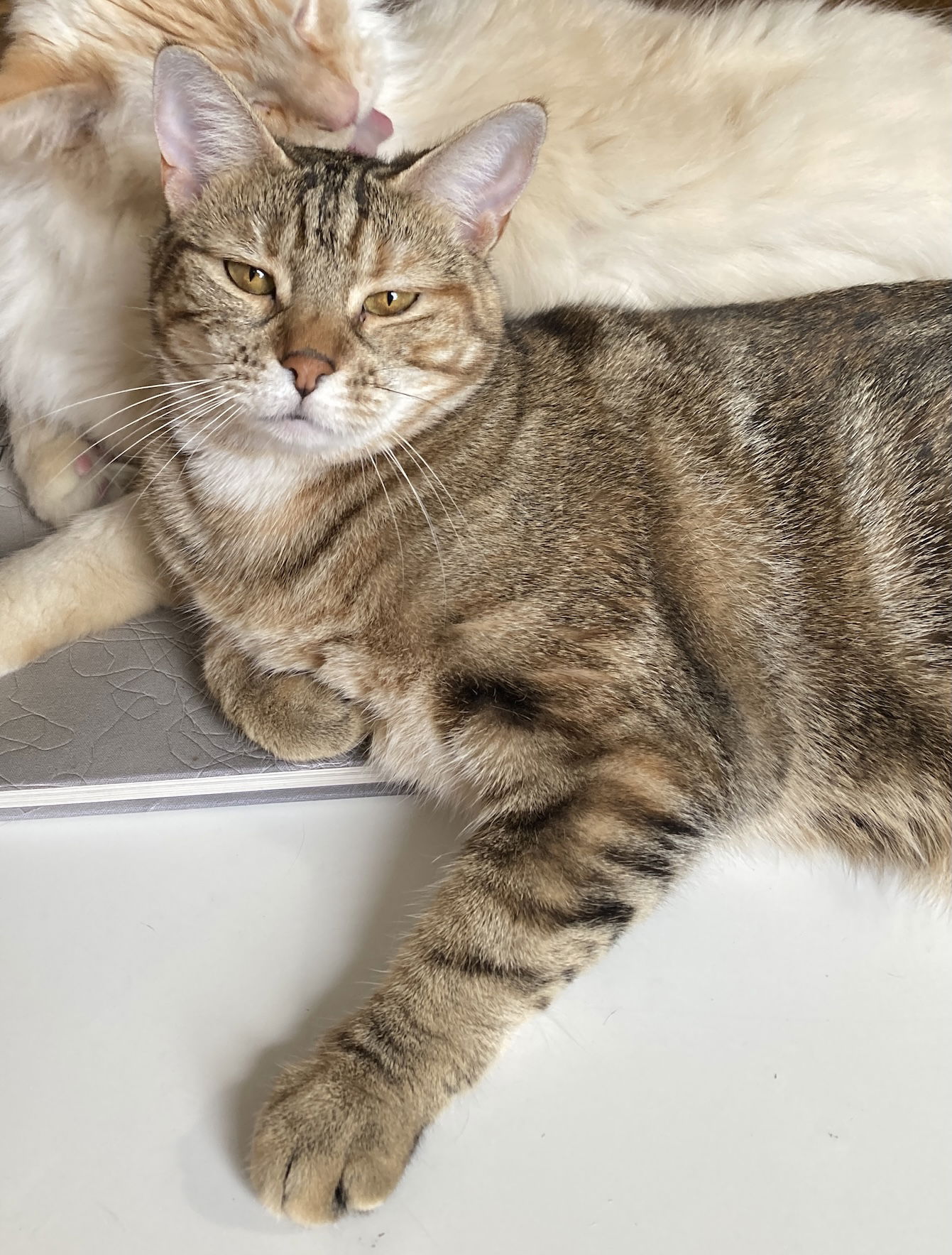 adoptable Cat in Brooklyn, NY named Raisinette