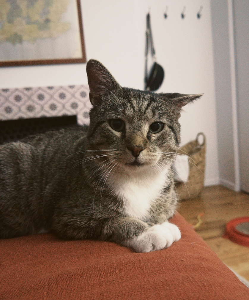 adoptable Cat in Brooklyn, NY named The Corndog