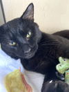 adoptable Cat in brooklyn, NY named Sesame Seed