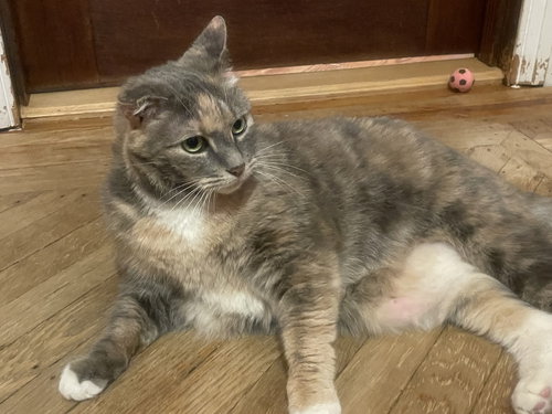 SNICKERS - Calico available for adoption