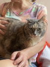adoptable Cat in brooklyn, NY named Snickers