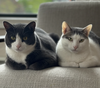 adoptable Cat in brooklyn, NY named Bulut & Duman