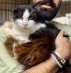adoptable Cat in  named Miley the Beauty