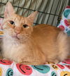adoptable Cat in brooklyn, NY named Maxim
