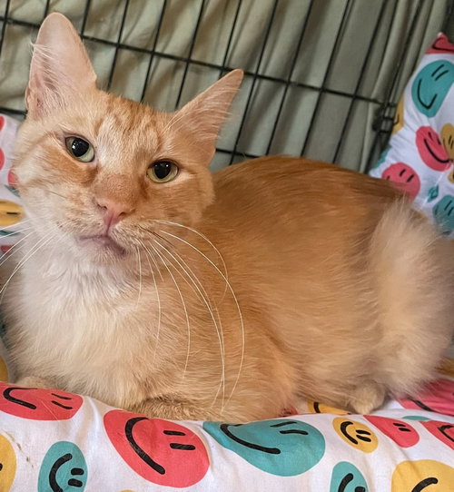 MAXIM - Domestic Short Hair available for adoption