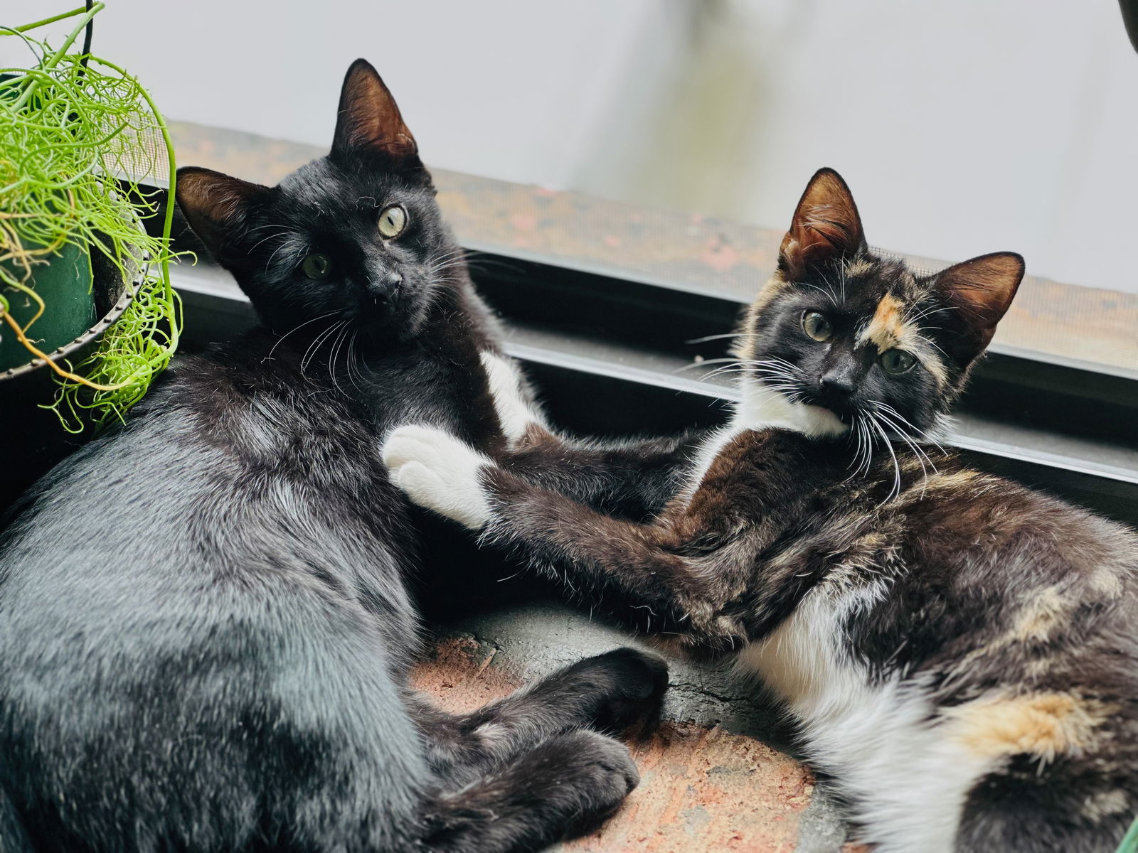 adoptable Cat in Brooklyn, NY named Iris and Daisy