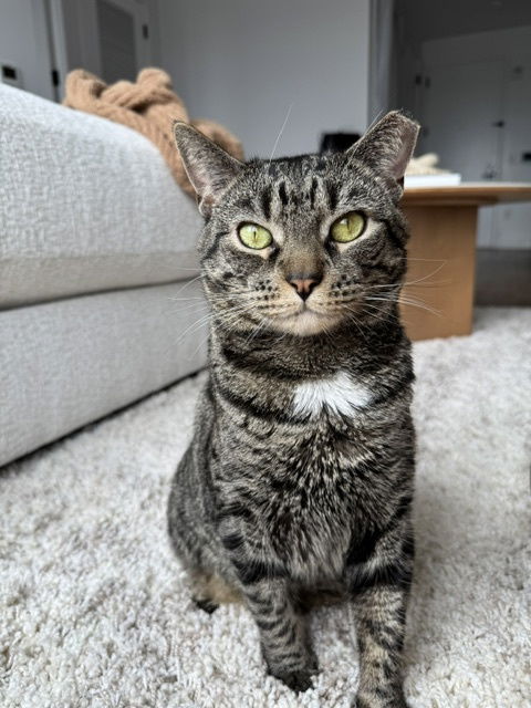 adoptable Cat in Brooklyn, NY named Hershey
