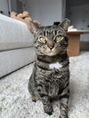 adoptable Cat in brooklyn, NY named Hershey