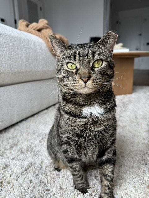 Hershey, Adult Domestic Short Hair (short coat), cat for adoption in Clifton, New Jersey