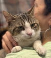 adoptable Cat in brooklyn, NY named Myles