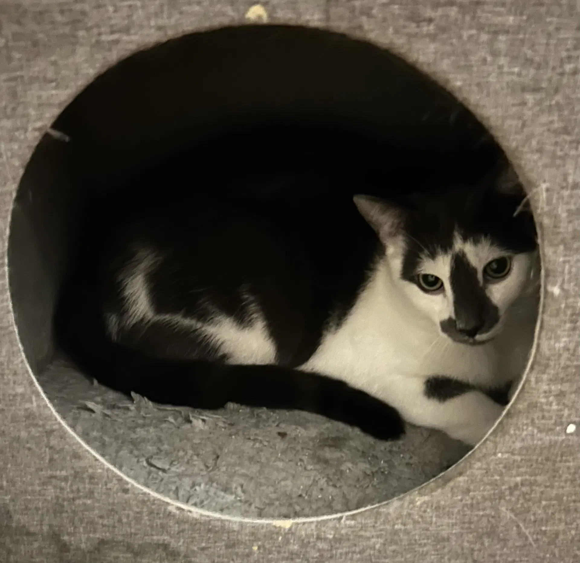 Bubbles - Domestic Short Hair