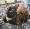 adoptable Cat in brooklyn, NY named Dorothy