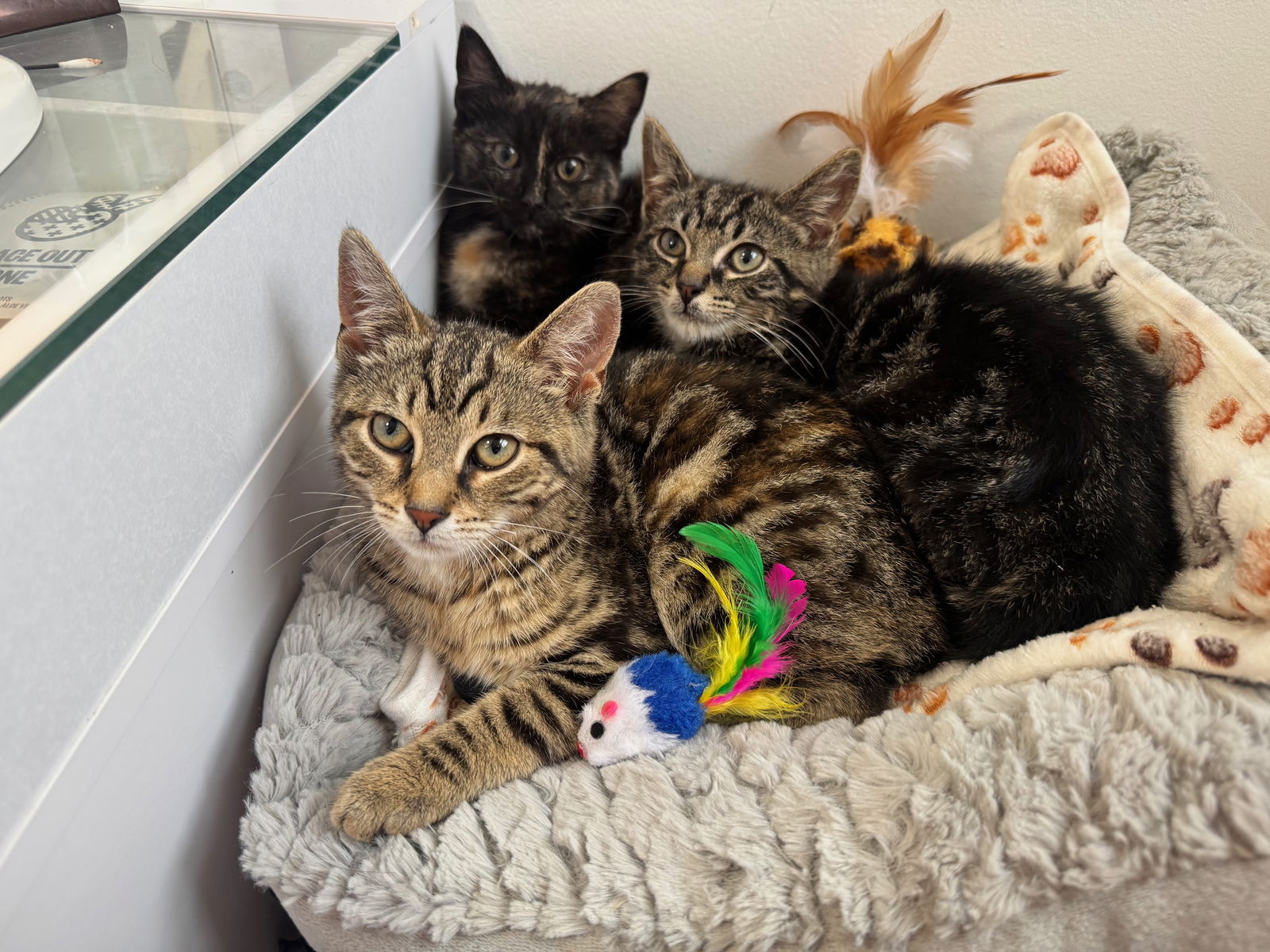adoptable Cat in Brooklyn, NY named Sky & Breeze