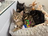 adoptable Cat in brooklyn, NY named Sky & Breeze