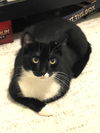 adoptable Cat in brooklyn, NY named Mittens