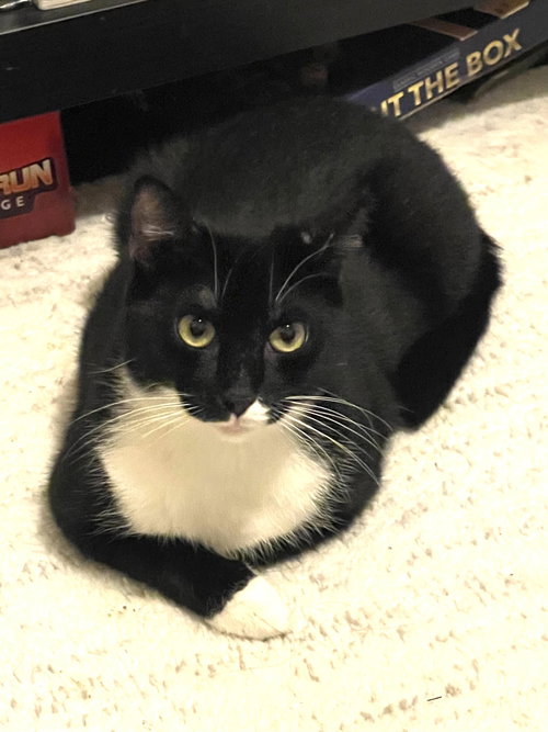 MITTENS - Domestic Short Hair available for adoption