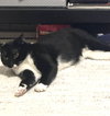 Mittens - Photo 4