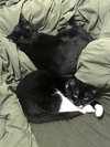 Mittens - Photo 2