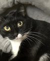 Mittens - Photo 3