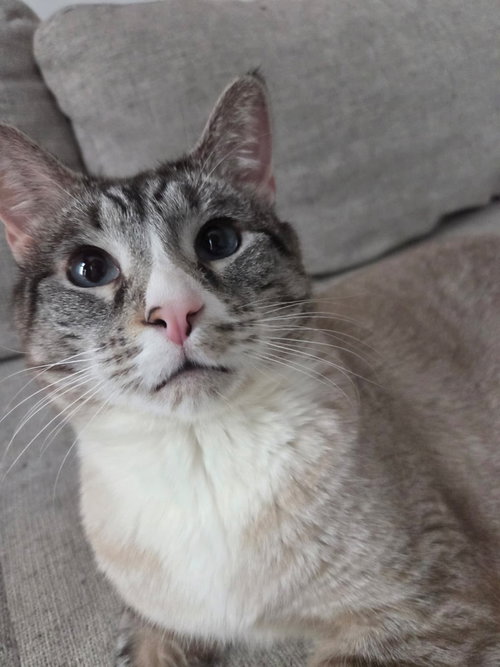 Dow Jones, Adult Siamese (short coat), cat for adoption in Clifton, New Jersey