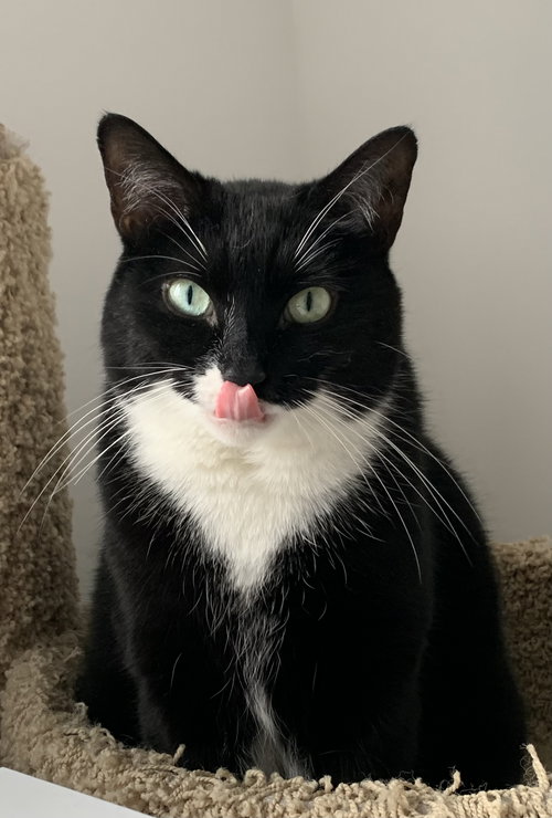 PUGSLEY ADDAMS - Domestic Short Hair available for adoption