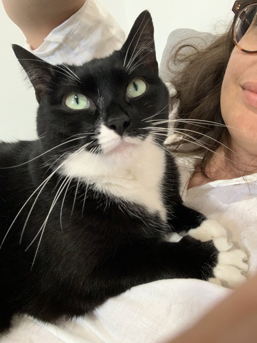 PUGSLEY ADDAMS - Domestic Short Hair available for adoption
