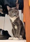 adoptable Cat in brooklyn, NY named Spencer