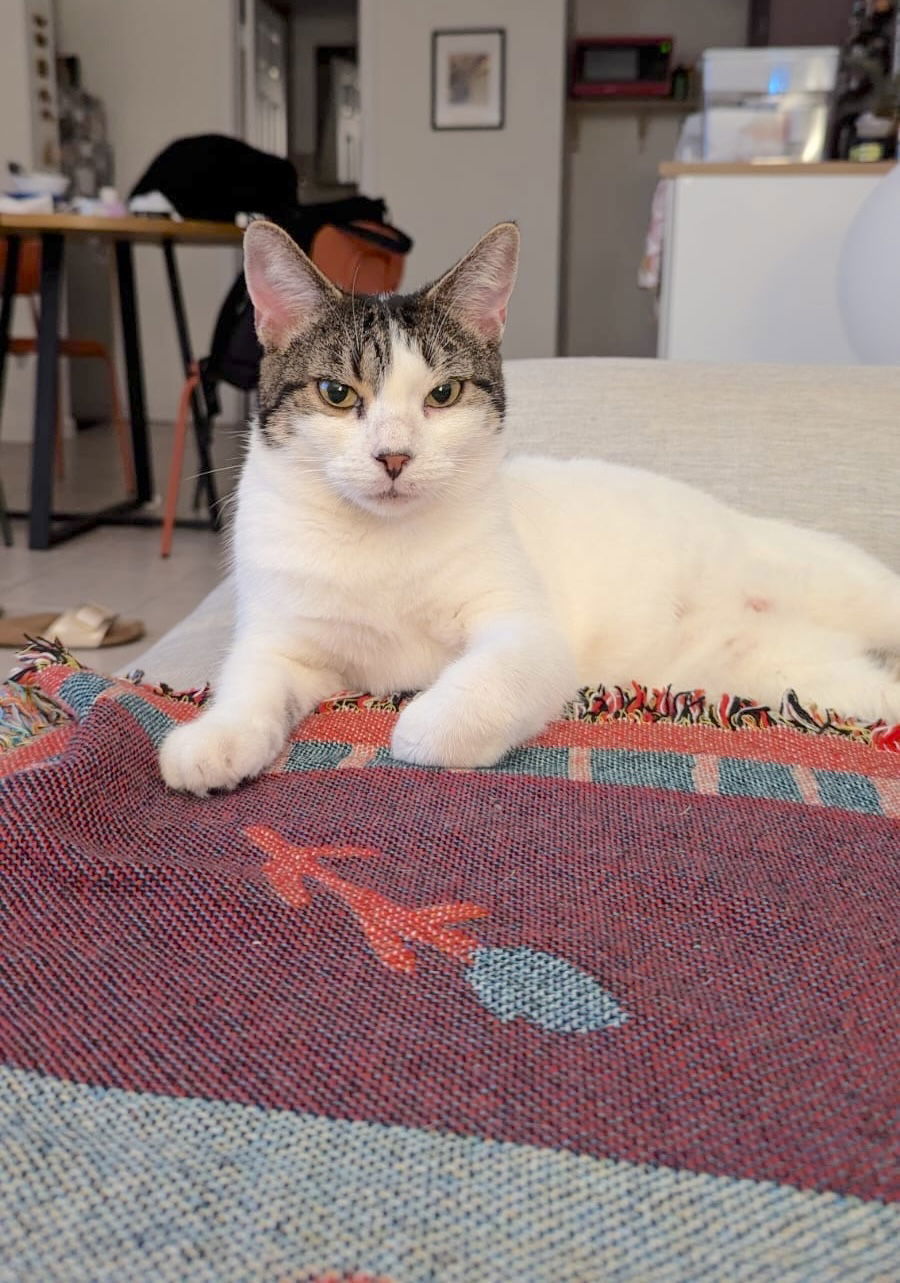adoptable Cat in Brooklyn, NY named Suki