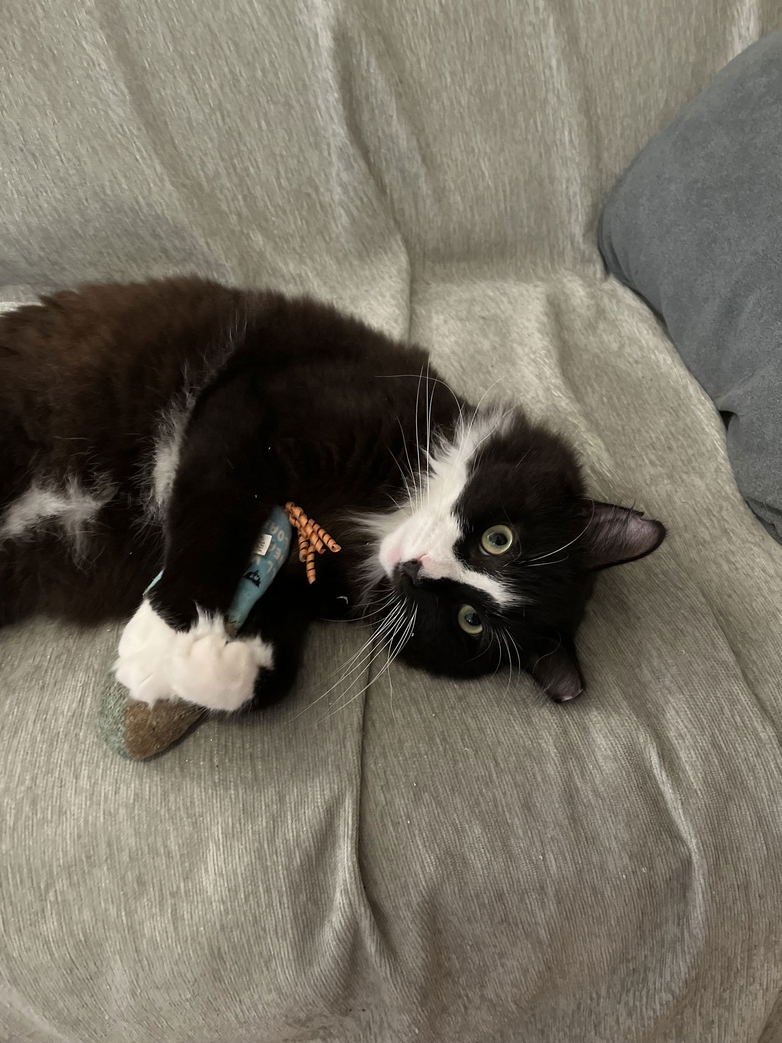 adoptable Cat in Brooklyn, NY named Kit