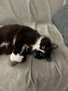adoptable Cat in brooklyn, NY named Kit