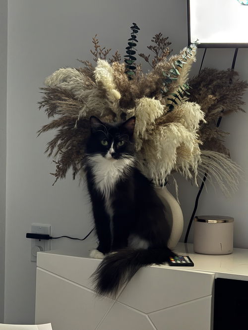animal-image