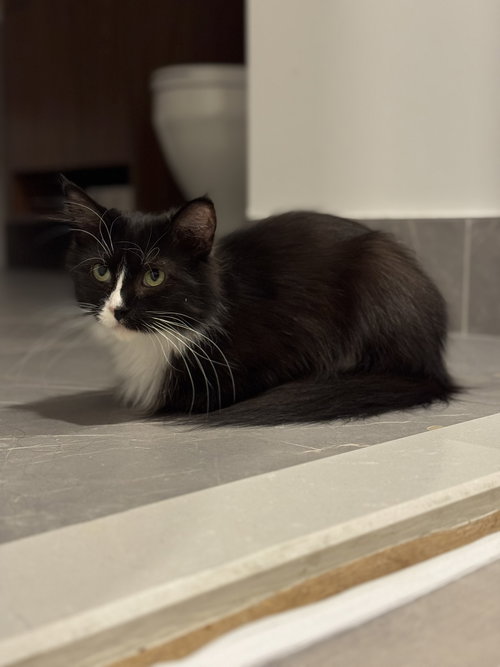 ALISA - Domestic Medium Hair available for adoption