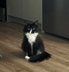 ALISA - Domestic Medium Hair available for adoption