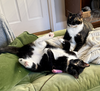 adoptable Cat in brooklyn, NY named Klara & Hidey