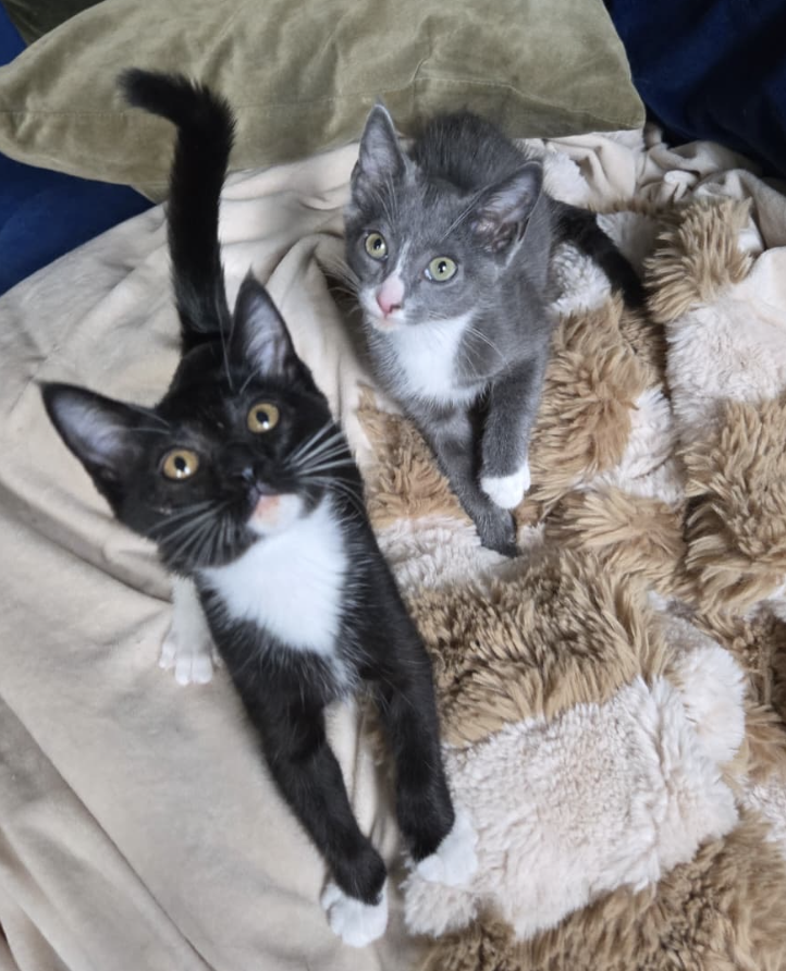 adoptable Cat in Brooklyn, NY named Stilton & Parm