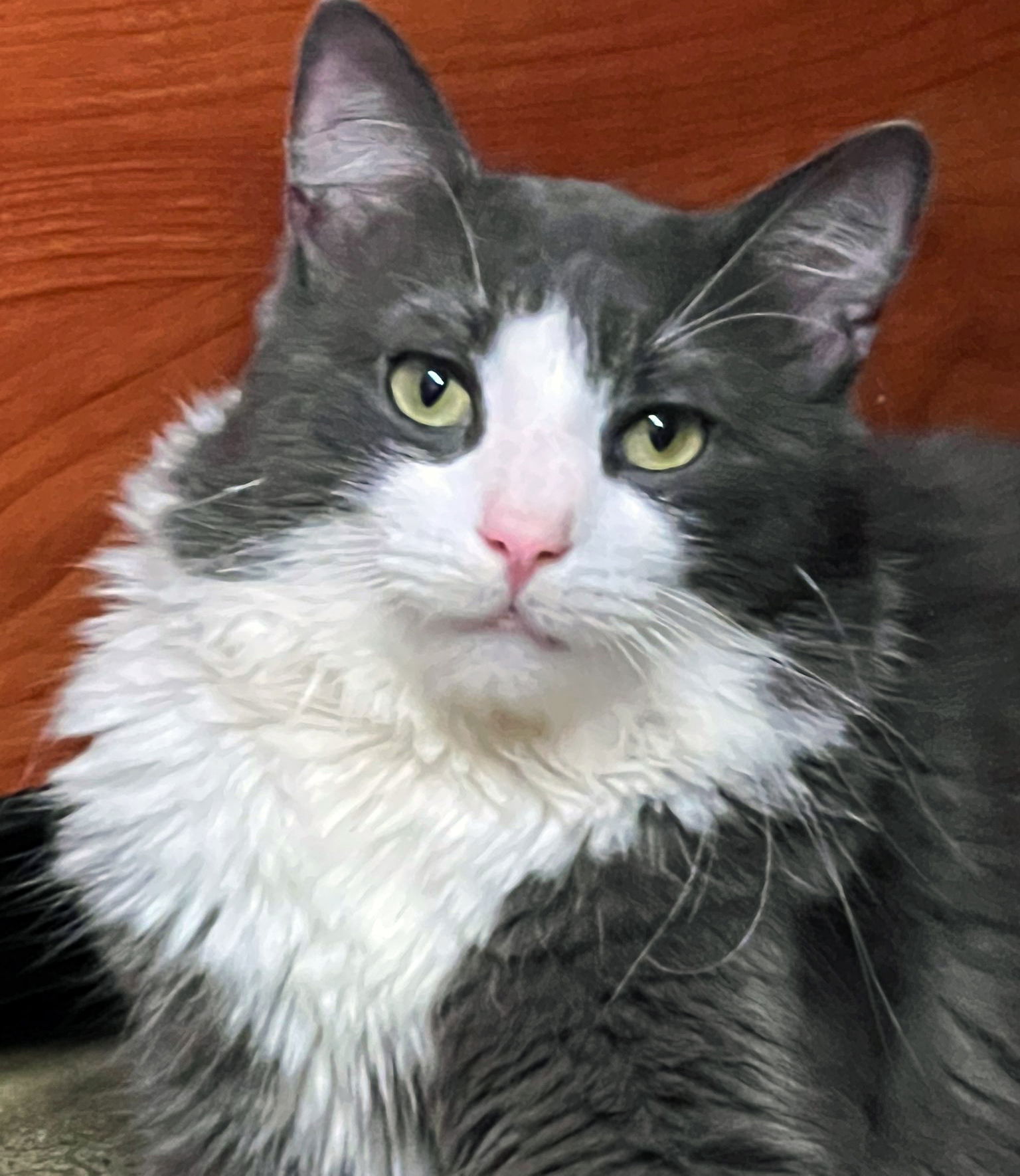 adoptable Cat in Brooklyn, NY named Buffalo Bill Cody