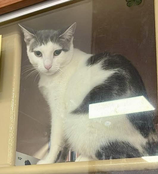 adoptable Cat in Brooklyn, NY named Buttah