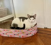 Buttah - Photo 6