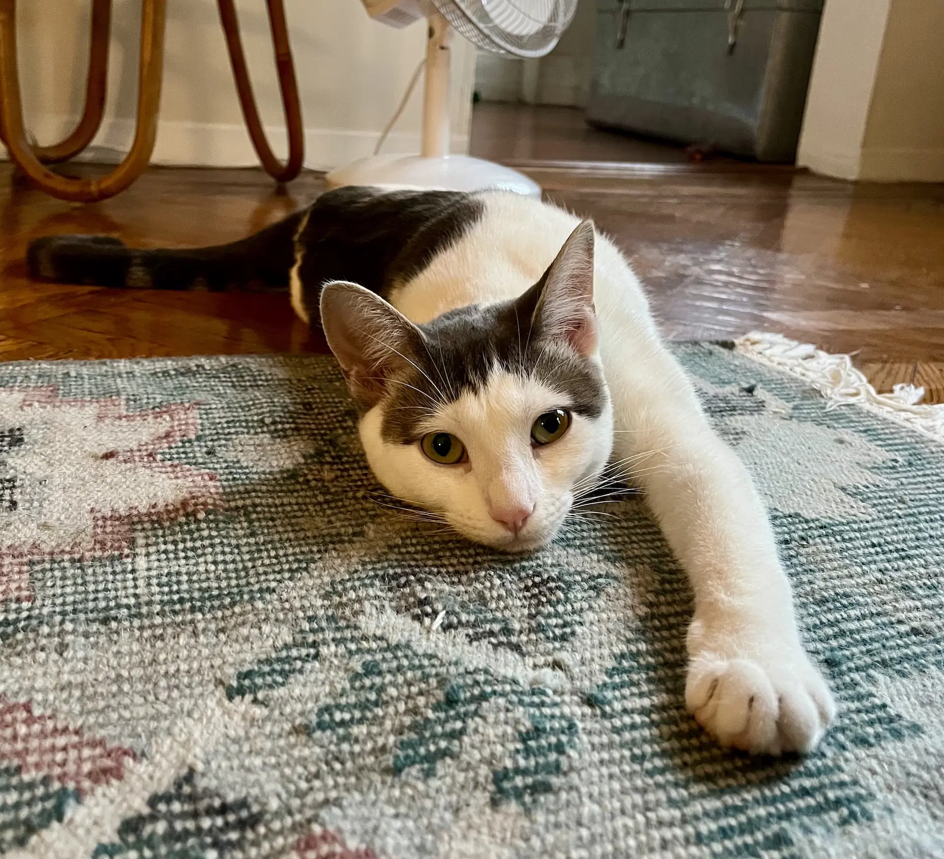 Buttah - Domestic Short Hair