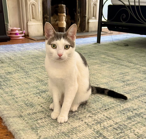 BUTTAH - Domestic Short Hair available for adoption
