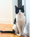 adoptable Cat in Brooklyn, NY named Batata