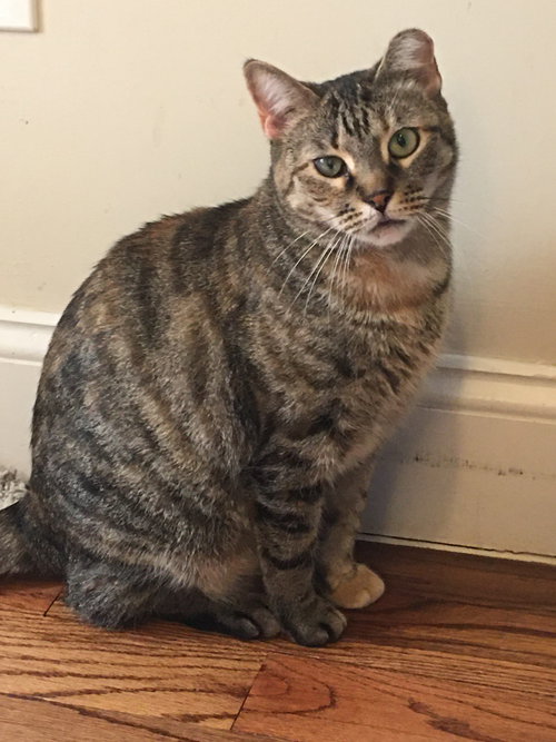 ELLA - Domestic Short Hair available for adoption