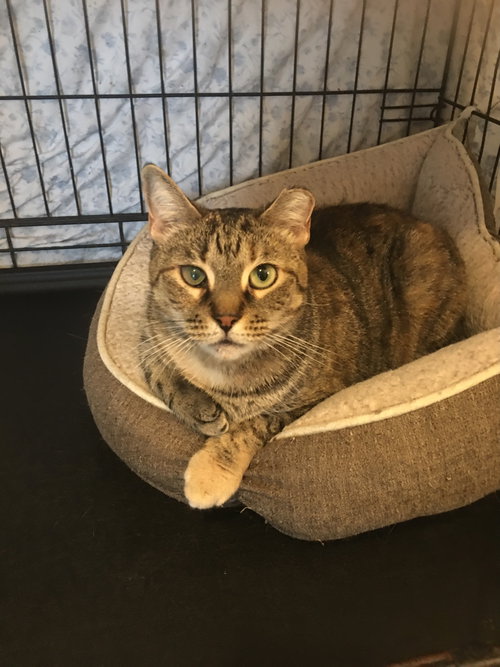 ELLA - Domestic Short Hair available for adoption