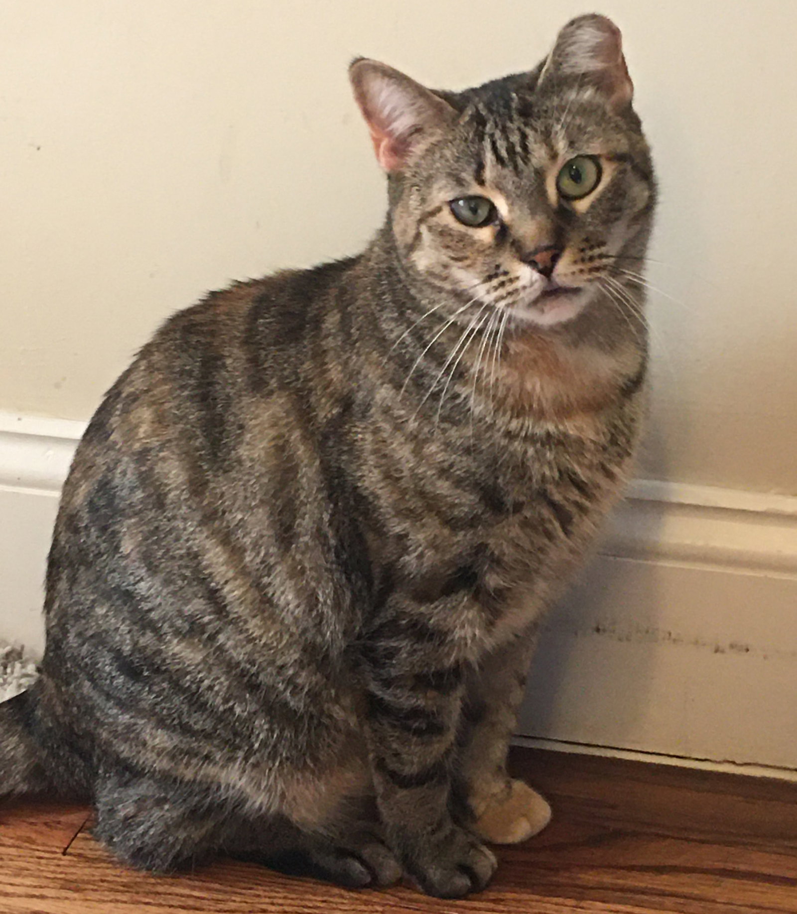Ella, photo 3