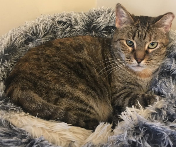 Ella