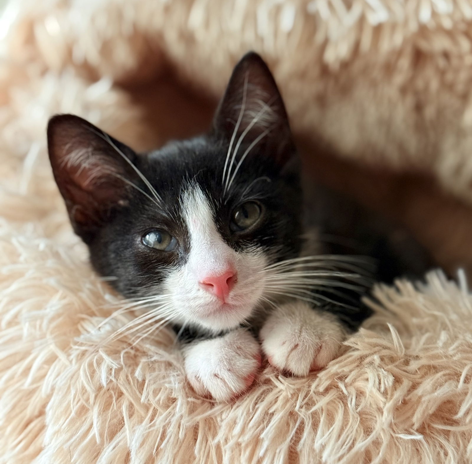 adoptable Cat in Brooklyn, NY named Mario