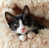 adoptable Cat in brooklyn, NY named Mario
