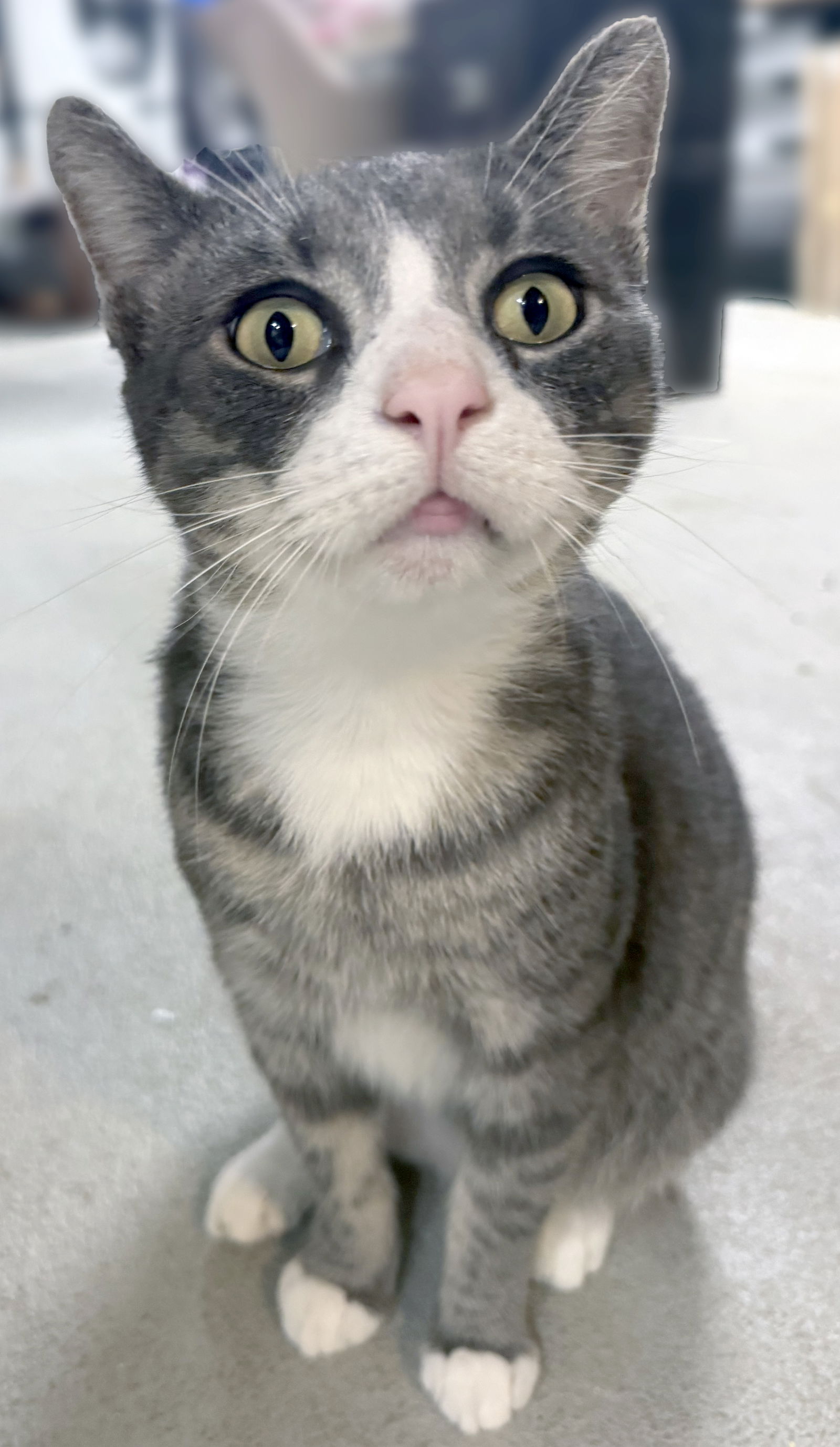 adoptable Cat in Brooklyn, NY named Joey