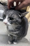 Joey - Photo 2